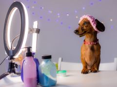 Digital Platforms Platform Transformation Digital Platforms Business